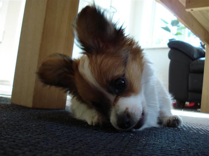 Papillon molly billede 4