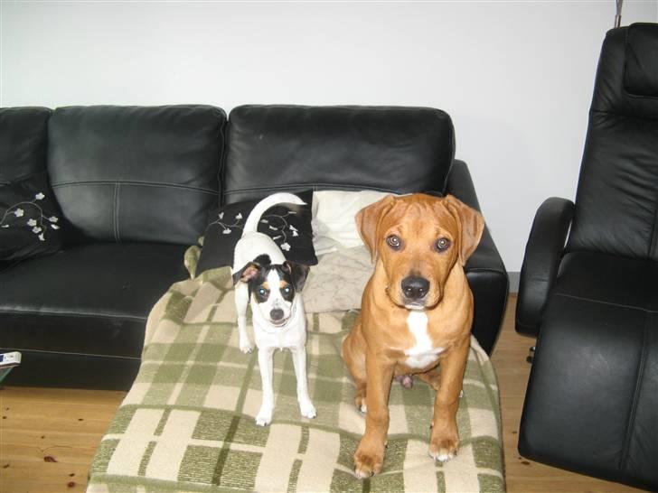 Blanding af racer MacQueen aka Max billede 2