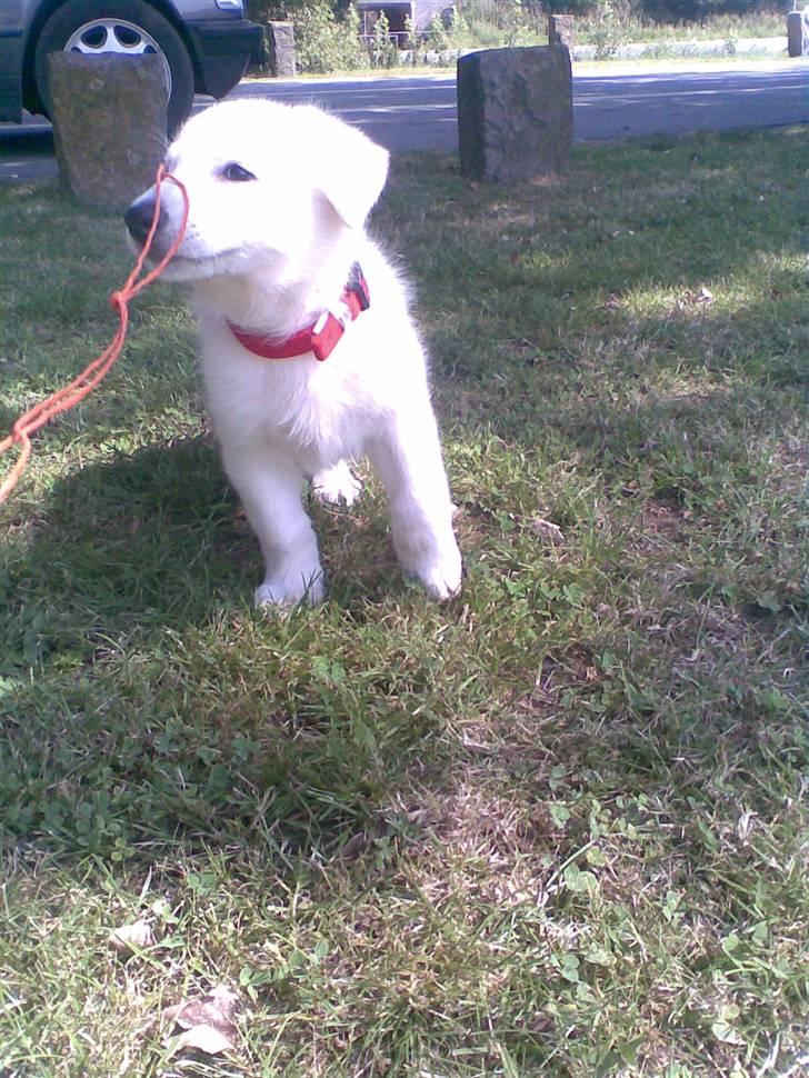 Hvid schæfer saba billede 1