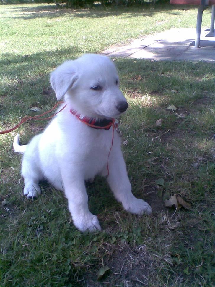 Hvid schæfer saba billede 2