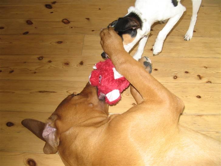 Blanding af racer MacQueen aka Max billede 3