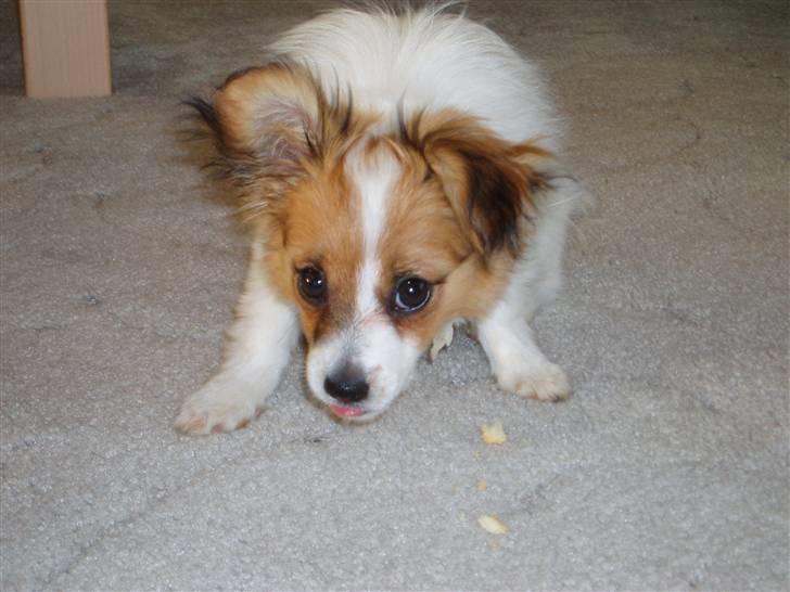 Papillon molly billede 5