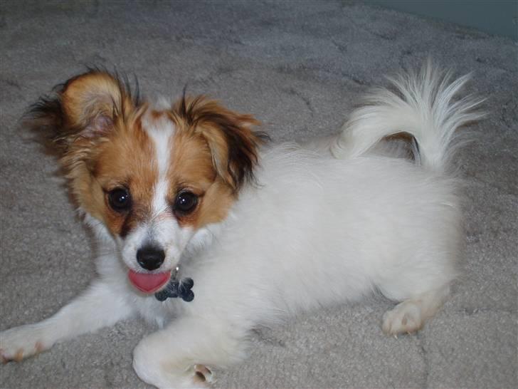 Papillon molly billede 6