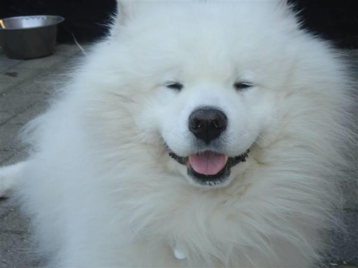 Samojedhund Nico * DØD * billede 1