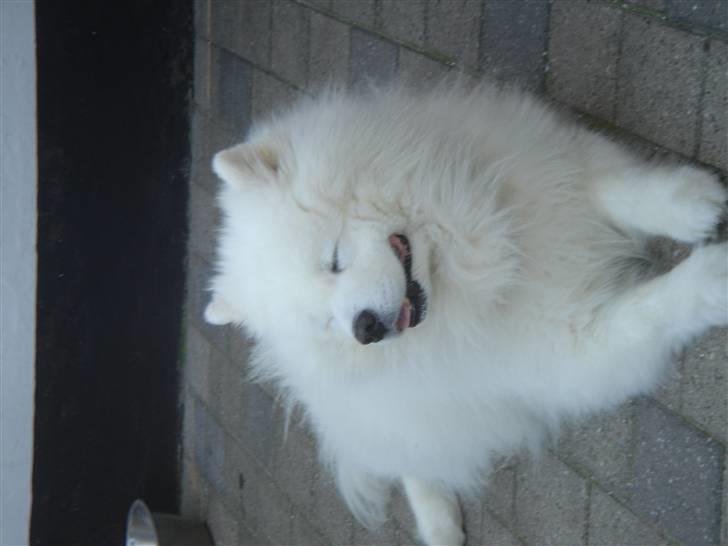 Samojedhund Nico * DØD * billede 2