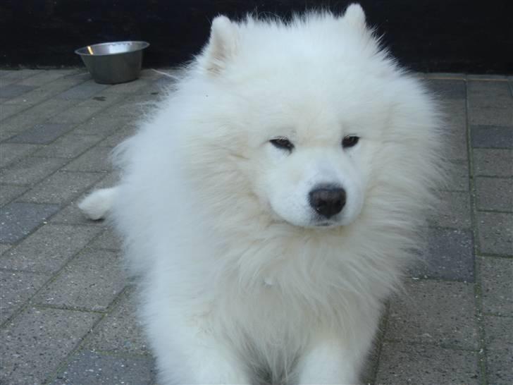 Samojedhund Nico * DØD * billede 3