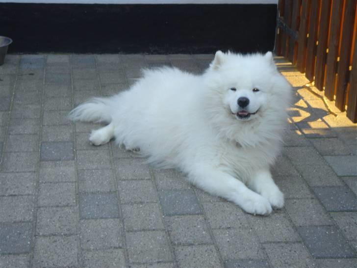 Samojedhund Nico * DØD * billede 4