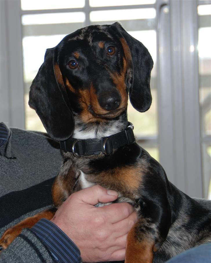 Gravhund Punch billede 14