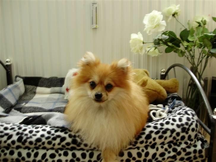 Pomeranian Victor - Den er bare god den seng her. billede 10