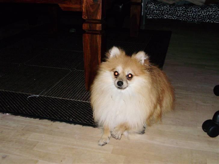 Pomeranian Victor - lege, lege ,lege!! billede 11