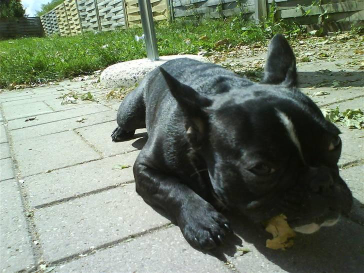 Fransk bulldog Cæsar billede 18