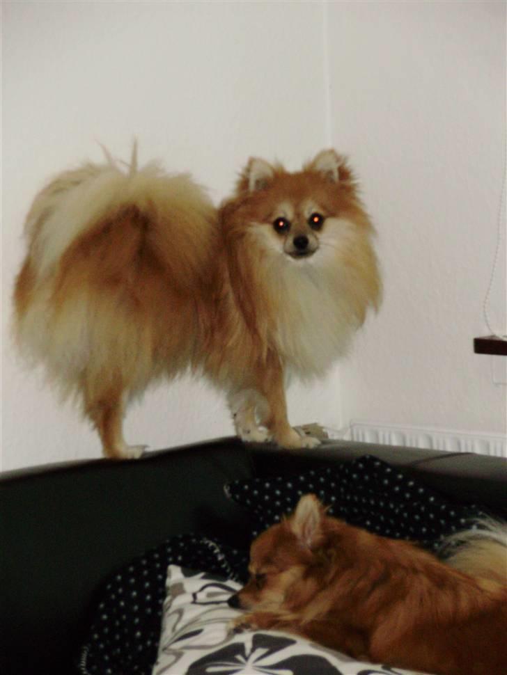 Pomeranian Victor - jeg er legesyg billede 12