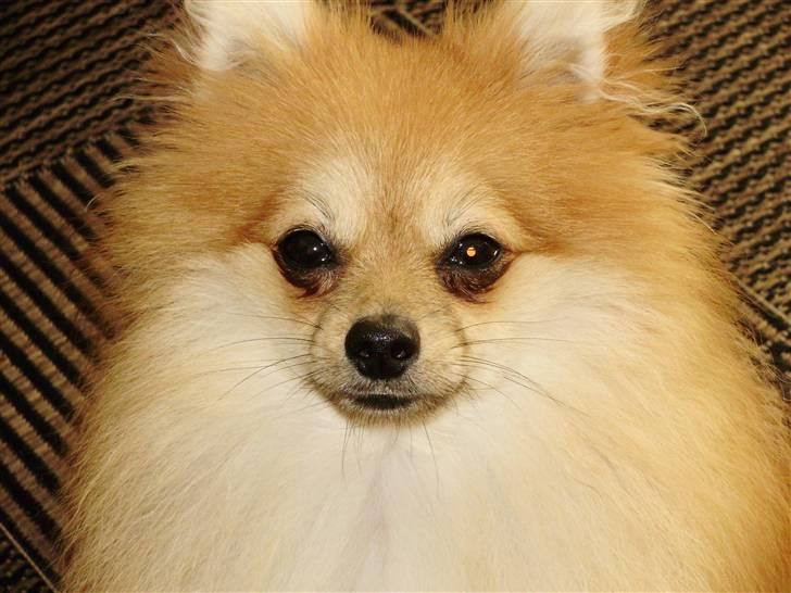 Pomeranian Victor - SMUK!!!! billede 13