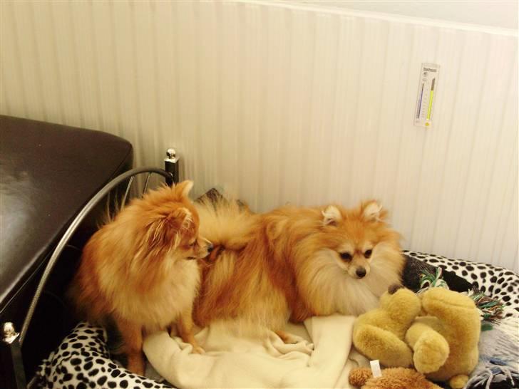 Pomeranian Victor - se vores nye seng, billede 14