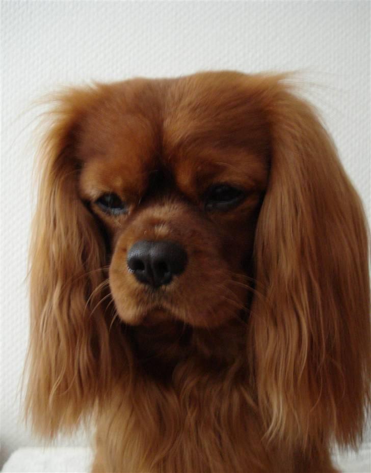 Cavalier king charles spaniel Canis billede 16