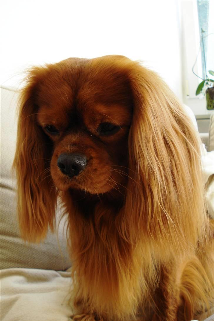 Cavalier king charles spaniel Canis billede 17