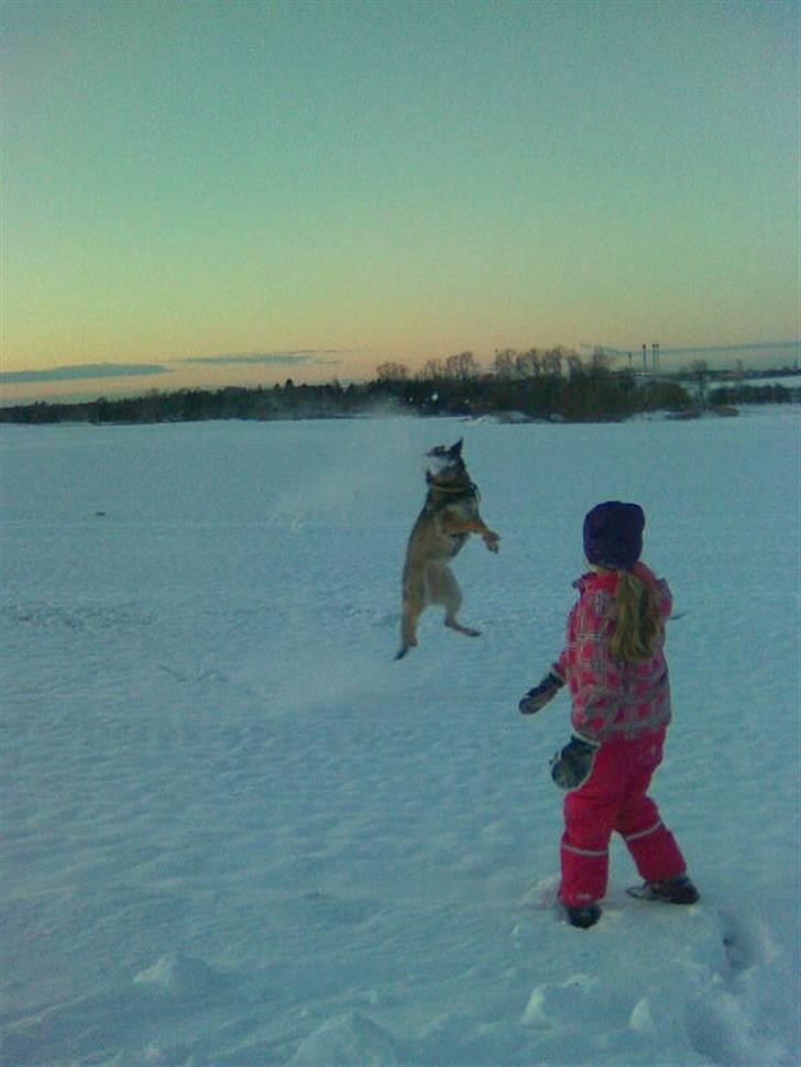 Schæferhund Sportshund Cheska. (Zenta). - I believe I can fly! billede 36