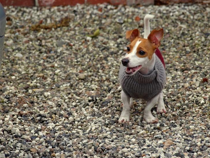 Jack russell terrier » Haldumlunds My Shela « - Vuf vuf - billede 1