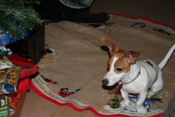 Jack russell terrier » Haldumlunds My Shela « - Shela - Juleaften .. Hun syntes det var rigtig sjovt da hun skulle åbne gaver.:p billede 2