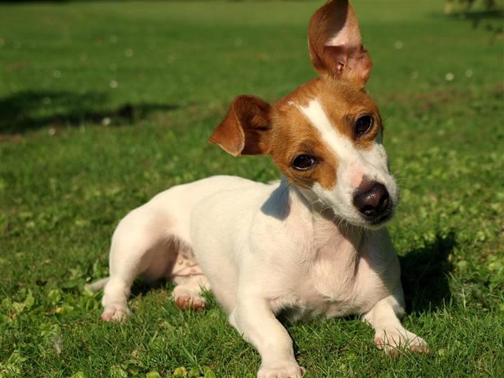 Jack russell terrier » Haldumlunds My Shela « billede 3