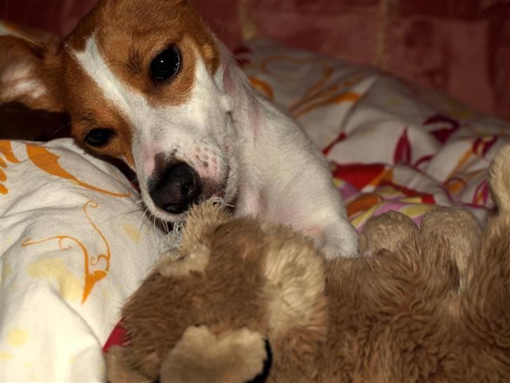 Jack russell terrier » Haldumlunds My Shela « billede 4