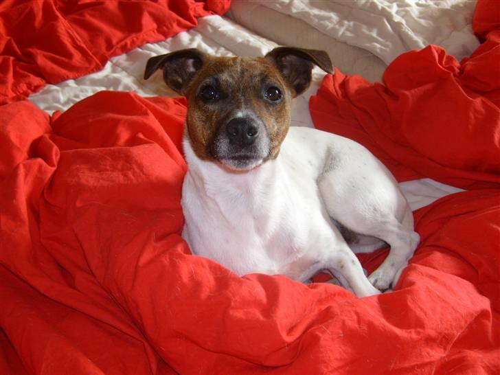 Dansk svensk gaardhund Alfa 04-09-2005 - Alfa i mors seng billede 1