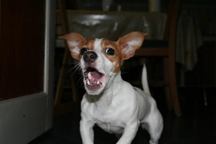 Jack russell terrier » Haldumlunds My Shela « - ´´ Farlige hund ´´ billede 5