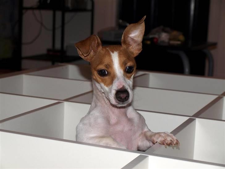 Jack russell terrier » Haldumlunds My Shela « - Ja.. Det er skal jo undersøges. (Shela er kravlet ned i reolen imens vi havde lagt den ned) billede 6