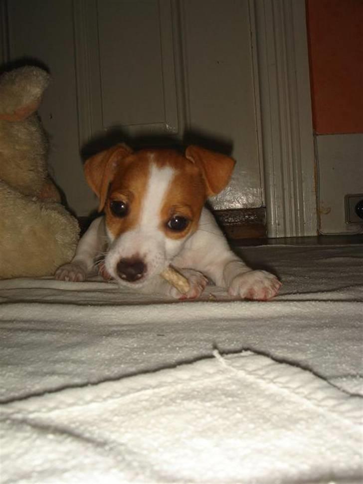 Jack russell terrier » Haldumlunds My Shela « - 8 uger gl.   -  A littel baby giiiirl named Shela ;-* billede 7