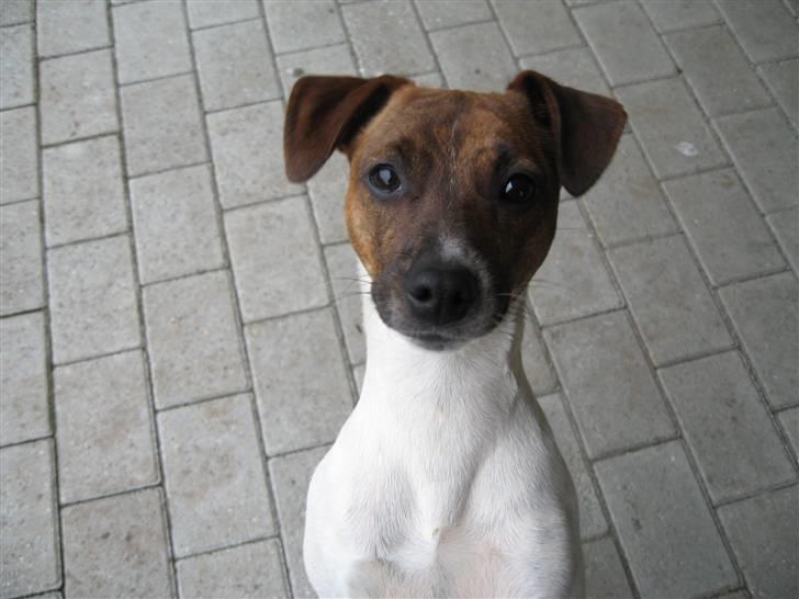 Dansk svensk gaardhund Alfa 04-09-2005 - Alfa billede 2