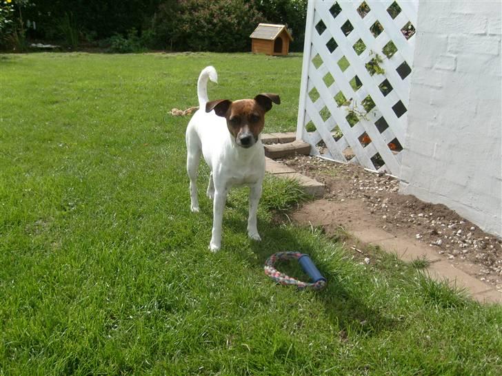 Dansk svensk gaardhund Alfa 04-09-2005 - Igen Alfa billede 3