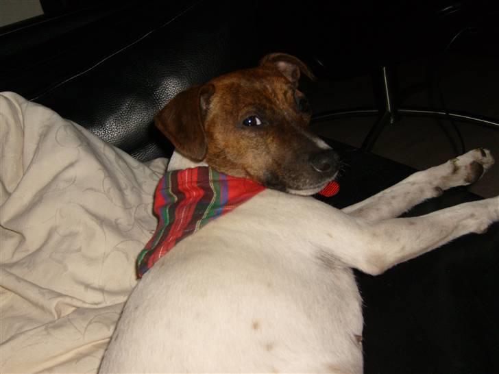 Dansk svensk gaardhund Alfa 04-09-2005 - Nyt halsbånd,- men er ikke vild med at have det på billede 4