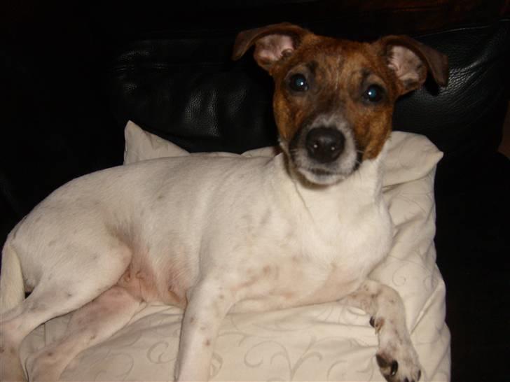 Dansk svensk gaardhund Alfa 04-09-2005 - Alfa---- er jeg ikke smuk billede 5