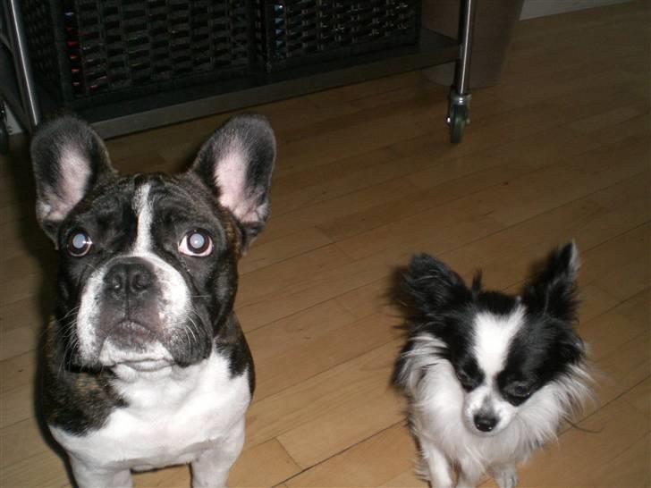 Fransk bulldog Knud billede 11