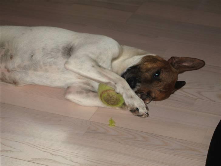 Dansk svensk gaardhund Alfa 04-09-2005 - Hygge foran brændeovnen med bolden billede 6