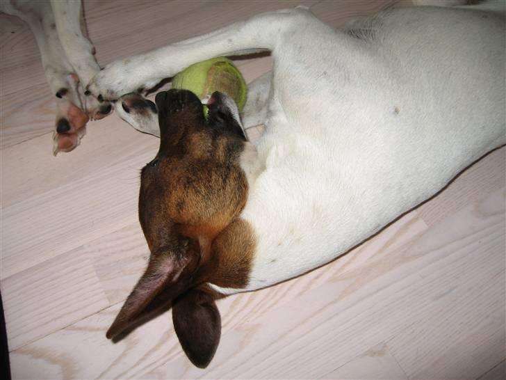 Dansk svensk gaardhund Alfa 04-09-2005 - Alfa elsker bolde billede 7