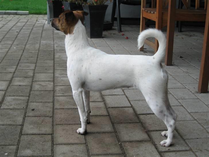 Dansk svensk gaardhund Alfa 04-09-2005 - Dejlige Alfa billede 8