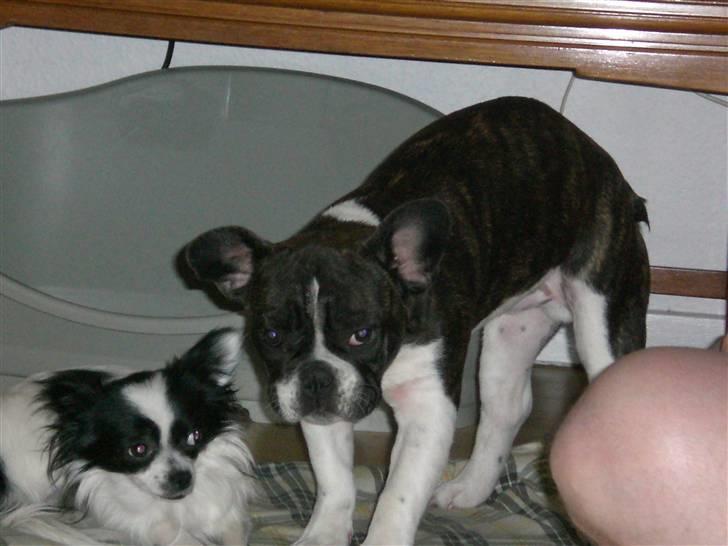 Fransk bulldog Knud - Knud er lige vågnet, og strækker sig... billede 12