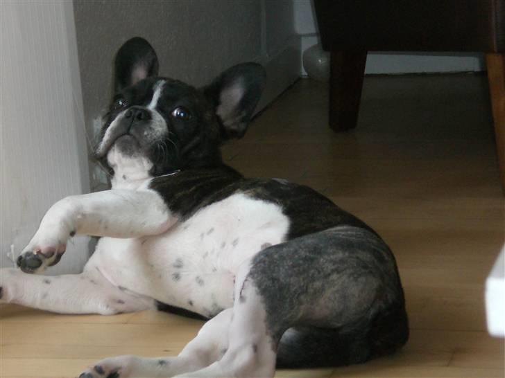 Fransk bulldog Knud - Endnu en lille lur... billede 13
