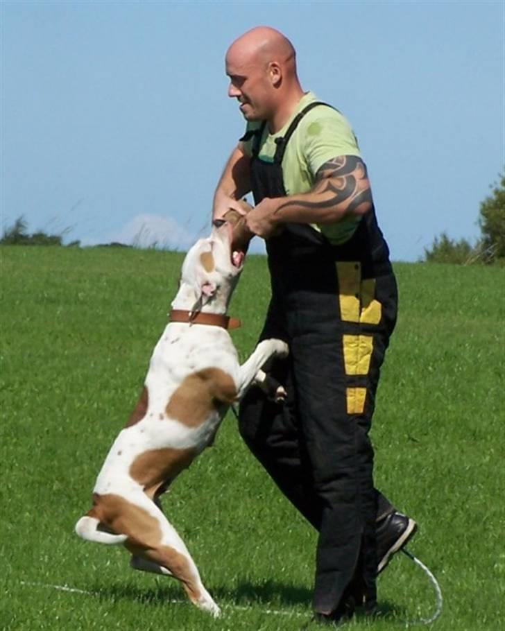 Amerikansk bulldog God Blesed Aschera R.I.P. 21/2 2011 - Bidetræning 16 august 2008 billede 11