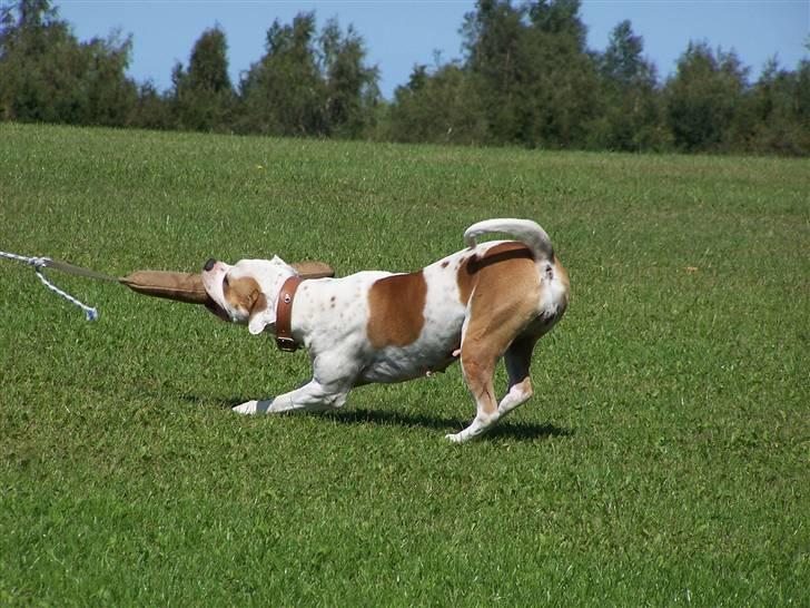 Amerikansk bulldog God Blesed Aschera R.I.P. 21/2 2011 - Bidetræning 16 august 2008 billede 12