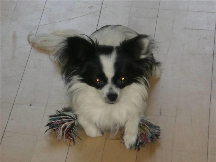 Blanding af racer Egon - Egon beskytter sit legetøj billede 12