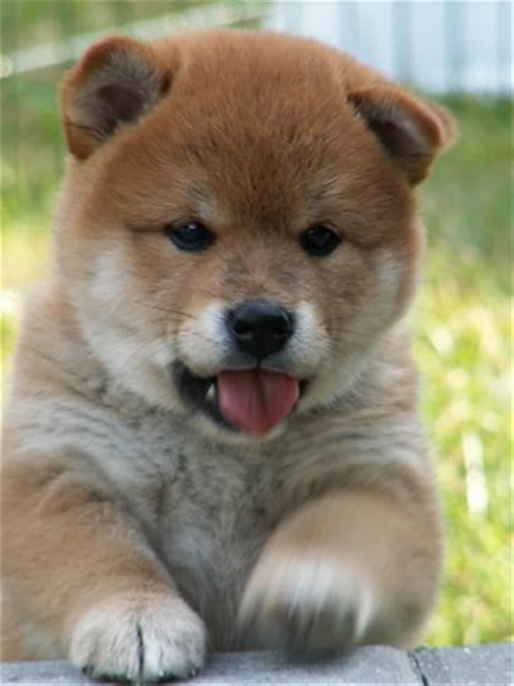 Shiba Zena - Dette billede er taget mens Zena stadig var hos Kennel Fuma-ki billede 1