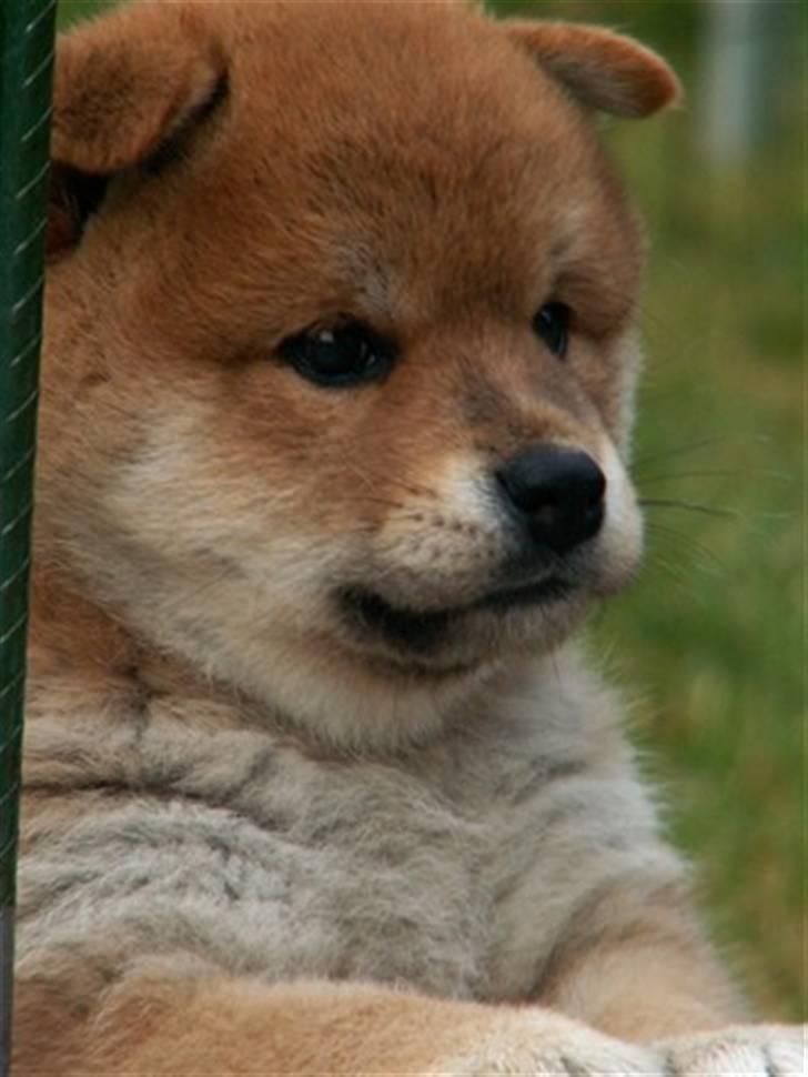 Shiba Zena - Dette billede er taget mens Zena stadig var hos Kennel Fuma-ki billede 2