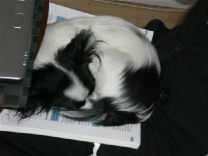 Blanding af racer Egon - Dybt begravet i mine lektier.... billede 13