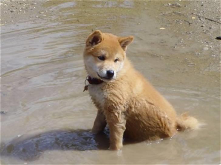 Shiba Zena - Zena i en vandpyt billede 3