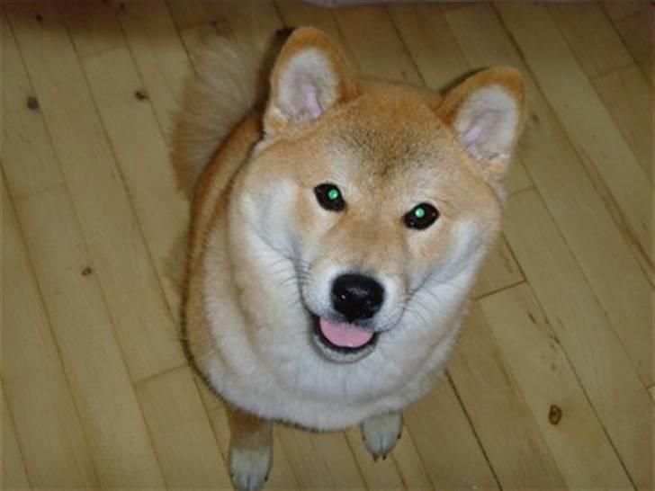 Shiba Zena - Hejsa :-) billede 4