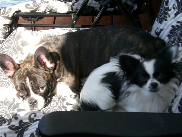 Blanding af racer Egon - Fælles sol i solstolen :D billede 14