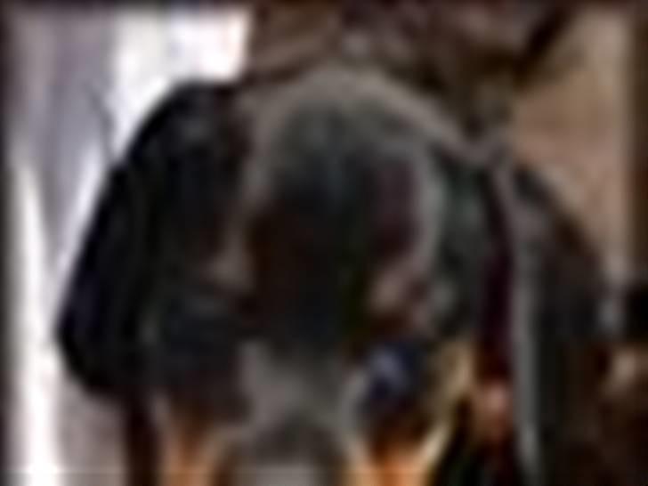 Dobermann *Charming Chick* - "Maleri" som Winnie K har lavet til os (: Tusinde tak for det (; billede 11