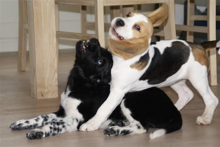 Beagle Svea - Svea tumler med hendes bedste veninde Asta. billede 15